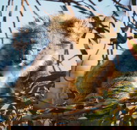 2-Hour Koala Walking Tour in Kangaroo Island - Hotel QLD