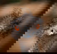 Currumbin Wildlife Sanctuary General Entry Ticket - Hotel QLD