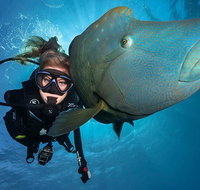 Great Barrier Reef Snorkeling and Diving Cruise from Cairns - Hotel QLD