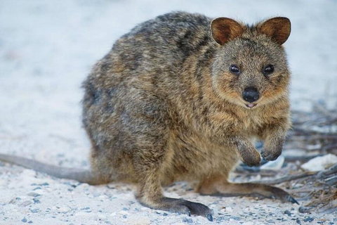 Perth To Rottnest Island Roundtrip Ferry Ticket - Hotel QLD 3