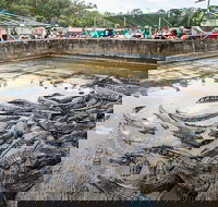 Hartley's Crocodile Adventures Day Trip from Palm Cove - Hotel QLD