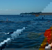 Mornington Peninsula Kayak Coastline Tour of Dolphin Sanctuary - Hotel QLD