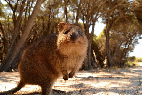 Wave Rock & Rottnest Island - Air & Ground Tour - Hotel QLD 0