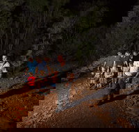 Alice Springs Desert Park Nocturnal Tour - Hotel QLD