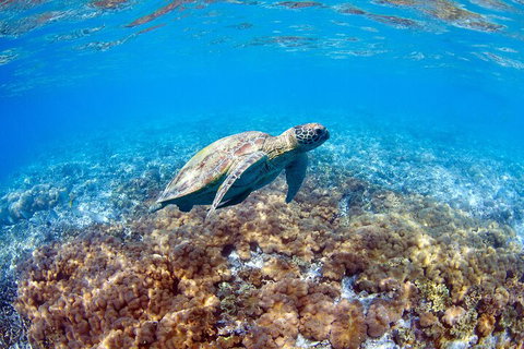 Great Barrier Reef Day Cruise To Reefworld - Hotel QLD 5