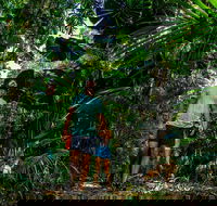 Full Day Daintree Rainforest and Mossman Gorge Tour - Hotel QLD