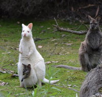 Full-Day Guided Bruny Island Tour from Hobart - Hotel QLD