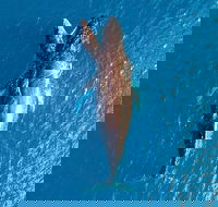 Buccaneer Explorer - Hotel QLD