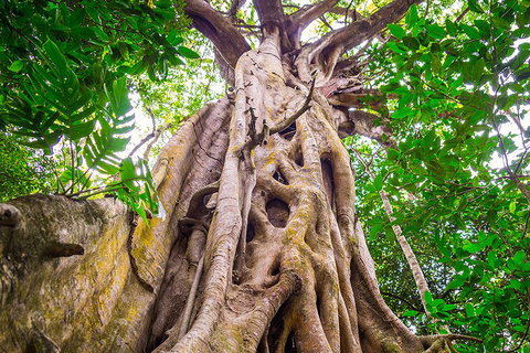 Mossman Gorge Adventure Day - Hotel QLD 1