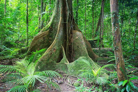 Mossman Gorge Adventure Day - Hotel QLD 4