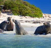 Dolphin Penguin and Sea Lion Cruise - Hotel QLD