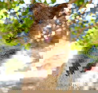 Discover Rottnest with Ferry  Bus Tour from Perth or Fremantle - Hotel QLD