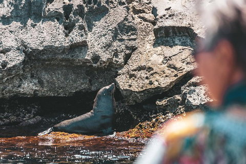 Adventure Rottnest Tour With Ferry & Adventure Cruise From Perth Or Fremantle - Hotel QLD 1