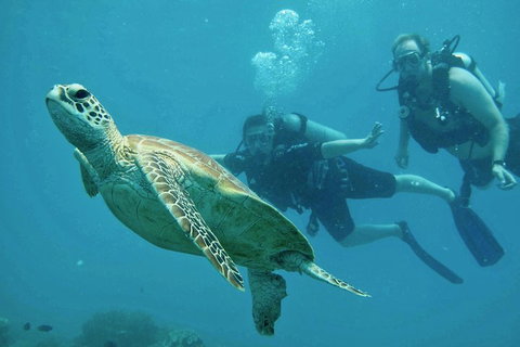 Ocean Freedom Great Barrier Reef Personal Luxury Snorkel & Dive Cruise, Cairns - Hotel QLD 4