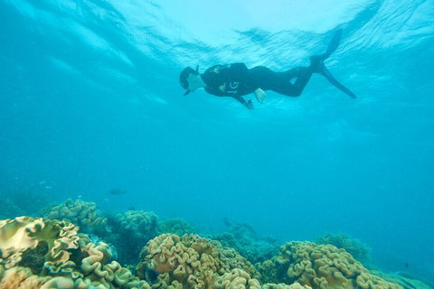 Ocean Freedom Great Barrier Reef Personal Luxury Snorkel & Dive Cruise, Cairns - Hotel QLD 5