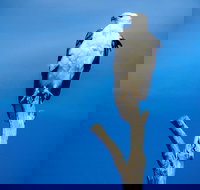 Kangaroo Island 75-Minute Ocean Safari - Hotel QLD