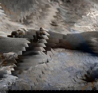 Kangaroo Island Ocean Safari - Snorkeling Safari - Hotel QLD