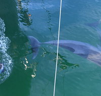 Dolphin Cruise from Adelaide with Optional Dolphin Swim - Hotel QLD