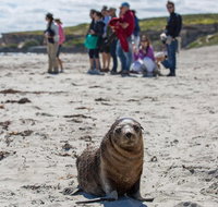 Kangaroo Island in a Day Tour from Adelaide - Hotel QLD
