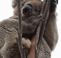 2-Day Kangaroo Island 4WD Small-Group Tour from Adelaide - Hotel QLD