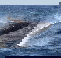 Whale Watching by Sea World Cruises - Hotel QLD