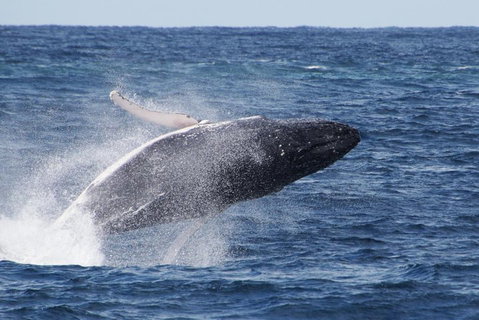 Whale Watching By Sea World Cruises - Hotel QLD 0