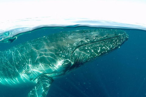 Whale Watching By Sea World Cruises - Hotel QLD 2
