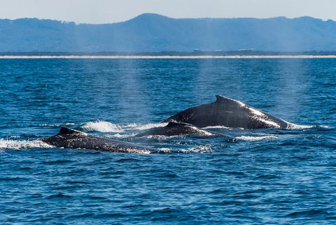Whale Watching By Sea World Cruises - Hotel QLD 4