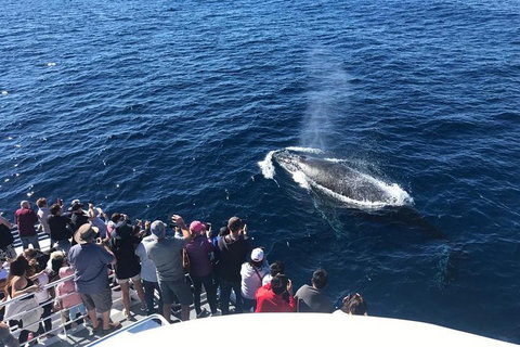 Whale Watching By Sea World Cruises - Hotel QLD 5