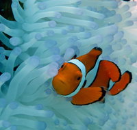 Seastar Luxury Outer Great Barrier Reef Island and Reef Tour from Cairns - Hotel QLD
