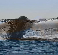 Sydney Whale-Watching Cruise Including Lunch or Breakfast - Hotel QLD