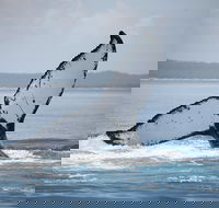 Hervey Bay Whale Watching Cruise - Hotel QLD
