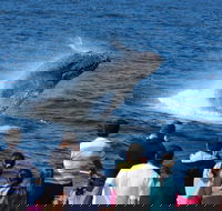 Tangalooma Island Resort Whale Watching Day Cruise - Hotel QLD