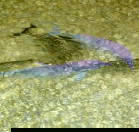 Tangalooma Island Resort Whale Watching Day Cruise with Dolphin Viewing - Hotel QLD