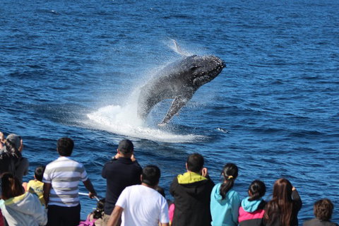 Tangalooma Island Resort Whale Watching Day Cruise With Dolphin Viewing - Hotel QLD 1