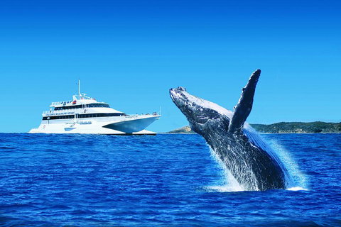 Tangalooma Island Resort Whale Watching Day Cruise With Dolphin Viewing - Hotel QLD 2