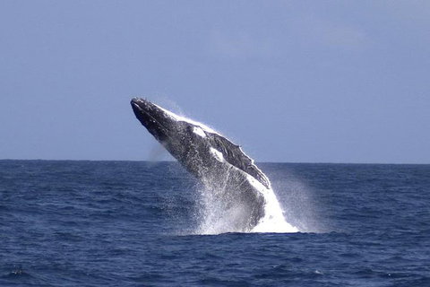 Tangalooma Island Resort Whale Watching Day Cruise With Dolphin Viewing - Hotel QLD 4