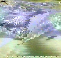 Tangalooma Island Resort Whale Watching Day Cruise with Dolphin Feeding - Hotel QLD