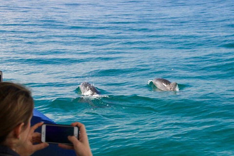 Julian Rocks Byron Bay Cruise - Hotel QLD 1