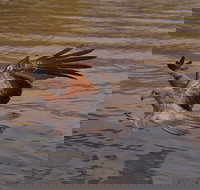 Litchfield and Jumping Crocodiles Full Day Trip from Darwin - Hotel QLD