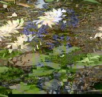 Yellow Water Cruise - Kakadu - Hotel QLD