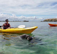 Seal Island and Penguin Island or Point Peron Sea Kayak Tour - Hotel QLD