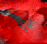 Small-Group Kangaroo Island 4WD Night Tour - Hotel QLD