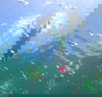 Manly Snorkel Trip and Nature Walk with Local Guide - Hotel QLD