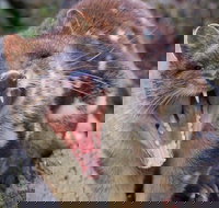 After Dark Tasmanian Devil Feeding Tour at Cradle Mountain - Hotel QLD