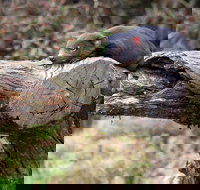 Day Keeper Tour - Hotel QLD