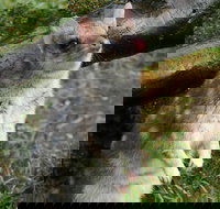 1-Hour Tasmanian Devil Feeding Day Tour at Cradle Mountain - Hotel QLD