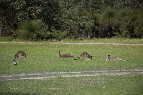 Yanchep & Lancelin - Wildlife, Cave And Sands - Hotel QLD 0