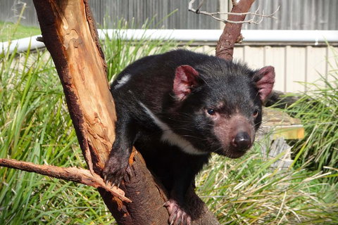 Tasmania 4 Day East Coast + Launceston - Hotel QLD 2
