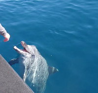 Noosa Wild Dolphin Safari - Hotel QLD